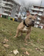 DARUJI American bully pocket