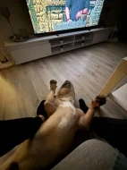 DARUJI American bully pocket