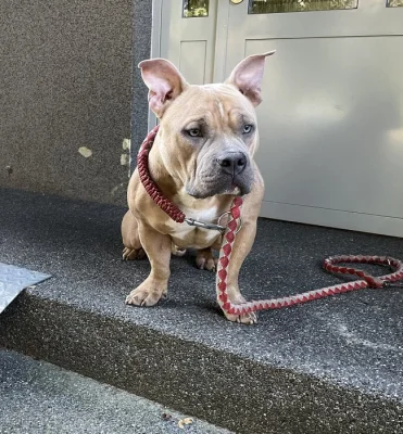 DARUJI American bully pocket