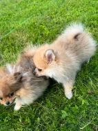 Pomeranian fenečka