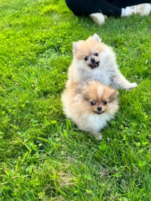 Pomeranian fenečka