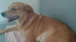 Prodám 8 2 měsíčních štěňat 3 kluci a 5 holek