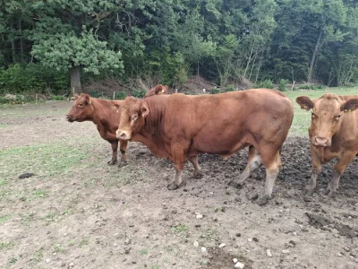 Plemenný býk