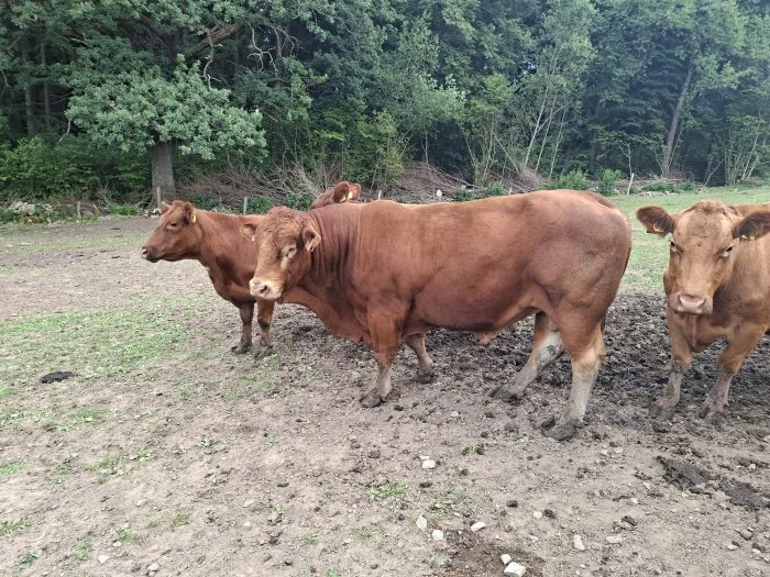 Plemenný býk