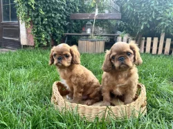 King Charles Spaniel s PP FCI
