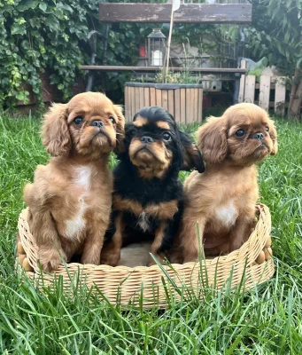 King Charles Spaniel s PP FCI