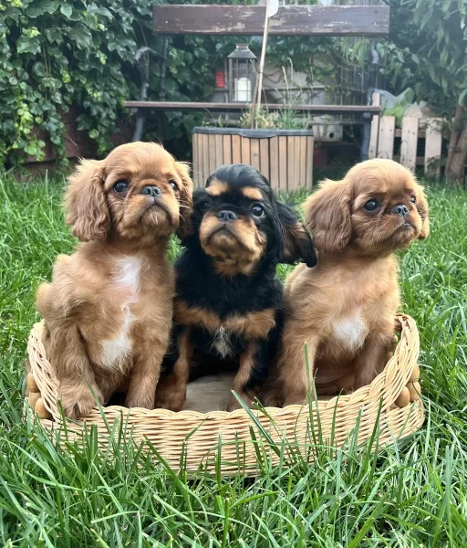 King Charles Spaniel s PP FCI