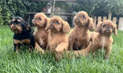 King Charles Spaniel s PP FCI