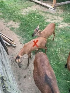 Prodám dvě letošní kamerunská jehňata
