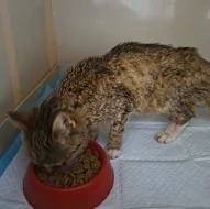 Kočička Mirabelka hledá nový domov