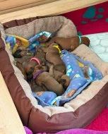 Rhodéský Ridgeback štěňátka s PP - CHs Gaudiwa Musana
