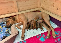 Rhodéský Ridgeback štěňátka s PP - CHs Gaudiwa Musana