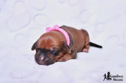 Rhodéský Ridgeback štěňátka s PP - CHs Gaudiwa Musana