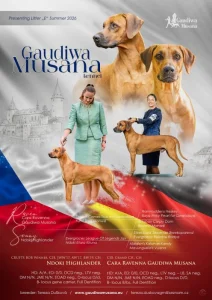 Rhodéský Ridgeback štěňátka s PP - CHs Gaudiwa Musana