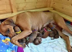 Rhodéský Ridgeback štěňátka s PP - CHs Gaudiwa Musana