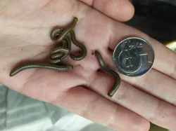 Mnohonožky Anadenobolus monilicornis