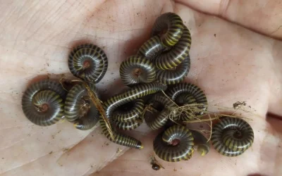Mnohonožky Anadenobolus monilicornis