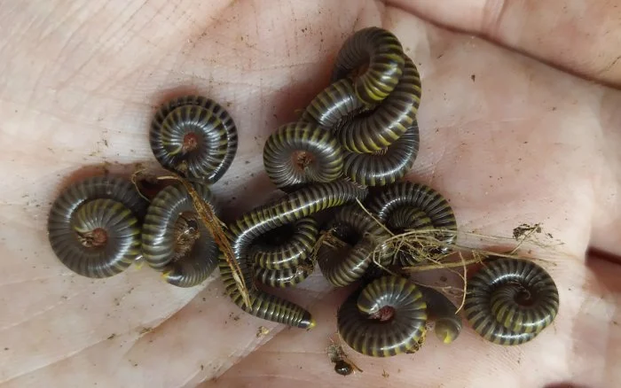 Mnohonožky Anadenobolus monilicornis