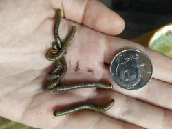 Mnohonožky Anadenobolus monilicornis