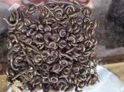 Mnohonožky Anadenobolus monilicornis