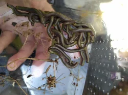 Mnohonožky Anadenobolus monilicornis