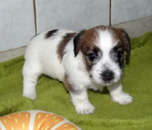 Štěňátka Jack Russell teriéra s PP k rezervaci – 2 fenky a 1 pejsek – k odběru na zač. září