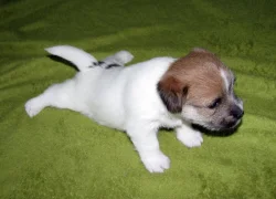Štěňátka Jack Russell teriéra s PP k rezervaci – 2 fenky a 1 pejsek – k odběru na zač. září