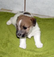 Štěňátka Jack Russell teriéra s PP k rezervaci – 2 fenky a 1 pejsek – k odběru na zač. září