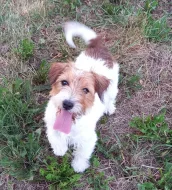 Štěňátka Jack Russell teriéra s PP k rezervaci – 2 fenky a 1 pejsek – k odběru na zač. září