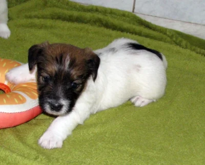 Štěňátka Jack Russell teriéra s PP k rezervaci – 2 fenky a 1 pejsek – k odběru na zač. září
