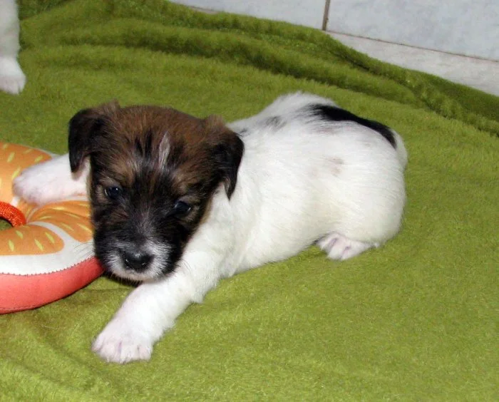 Štěňátka Jack Russell teriéra s PP k rezervaci – 2 fenky a 1 pejsek – k odběru na zač. září