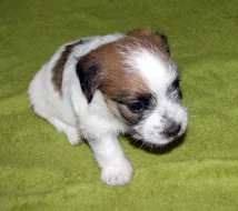 Štěňátka Jack Russell teriéra s PP k rezervaci – 2 fenky a 1 pejsek – k odběru na zač. září
