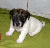 Štěňátka Jack Russell teriéra s PP k rezervaci – 2 fenky a 1 pejsek – k odběru na zač. září