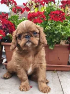 King charles spaniel s PP