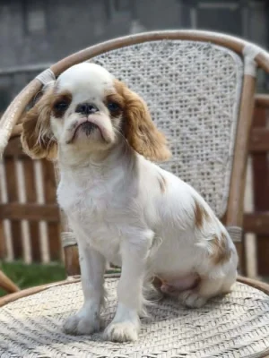 King charles spaniel s PP