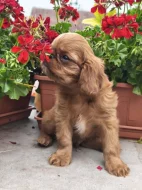 King charles spaniel s PP