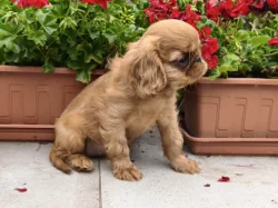 King charles spaniel s PP