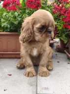 King charles spaniel s PP