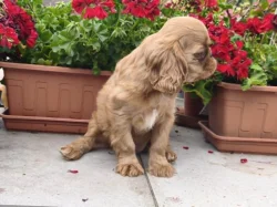 King charles spaniel s PP