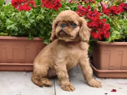 King charles spaniel s PP