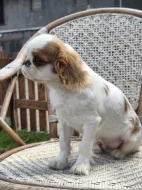 King charles spaniel s PP
