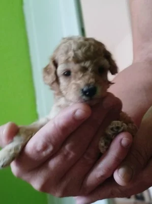 Pudlik toy mini