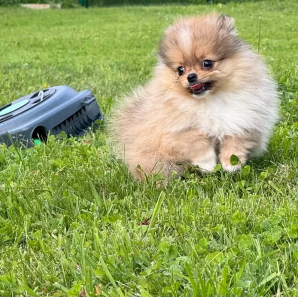 Pomeranian mini kluk