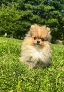 Pomeranian mini kluk