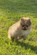 Pomeranian mini kluk