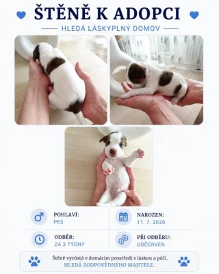 Štěňata pitbulla hledají milující domov ❤️ (bez PP)