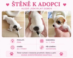 Štěňata pitbulla hledají milující domov ❤️ (bez PP)