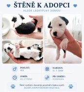 Štěňata pitbulla hledají milující domov ❤️ (bez PP)