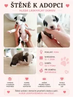 Štěňata pitbulla hledají milující domov ❤️ (bez PP)