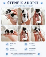 Štěňata pitbulla hledají milující domov ❤️ (bez PP)